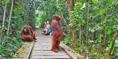 Le Parc National de Tanjung Puting: Une fenêtre sur la magie des orangs-outans !